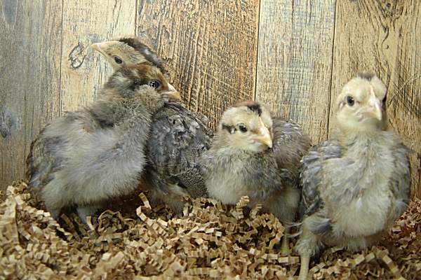 4 Pullet Chicks Week 2